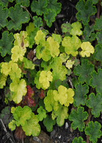 Rubus calycinoides 'Golden Quilt'